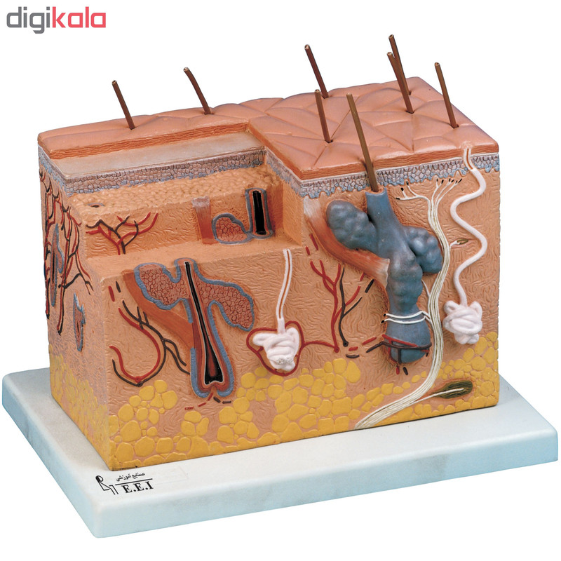 بازی آموزشی صنایع آموزشی طرح مولاژ پوست پلکانی کد 20046