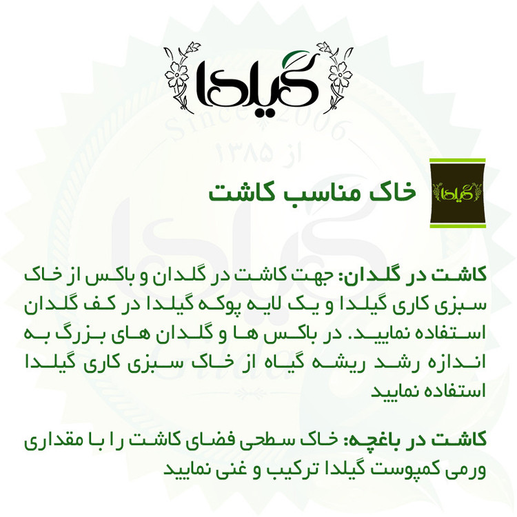 بذر گوجه نخودی گیلدا کد 586