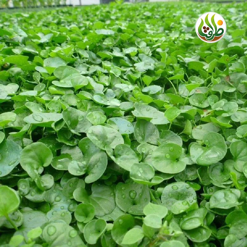 بذر چمن دایکوندرا ظرافت مدل BZ18069 بسته 5 عددی
