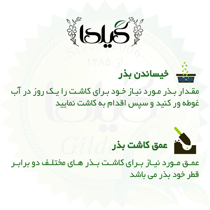 بذر لوبیا سبز گیلدا کد 250