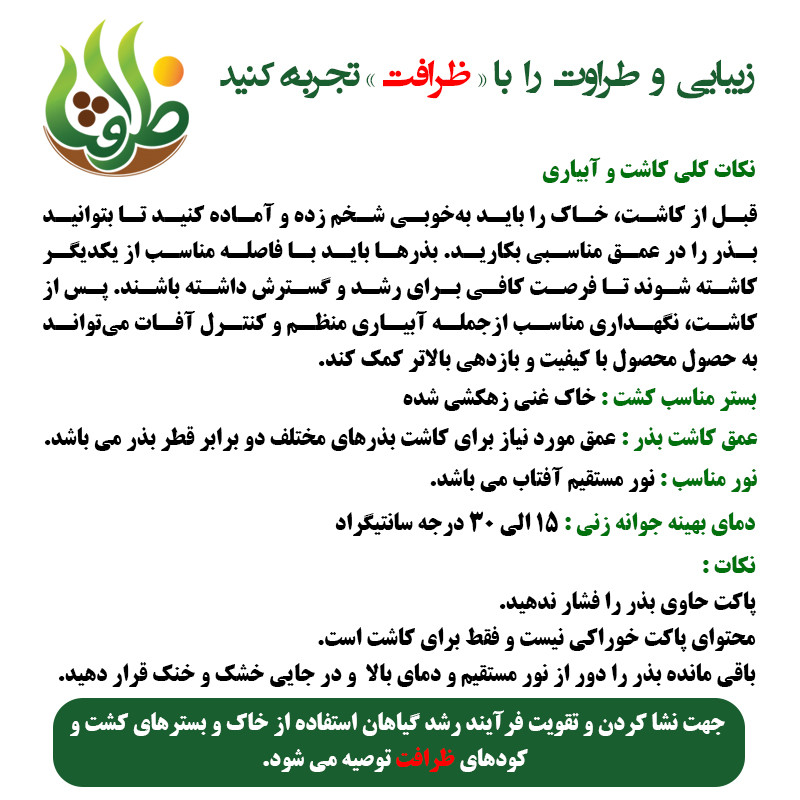 بذر چمن خارجی اسپرت چهار تخم ظرافت مدل BZ9663