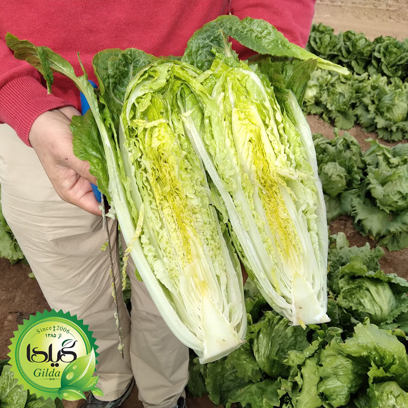 بذر کاهو سالادی سیاهو گیلدا کد 331