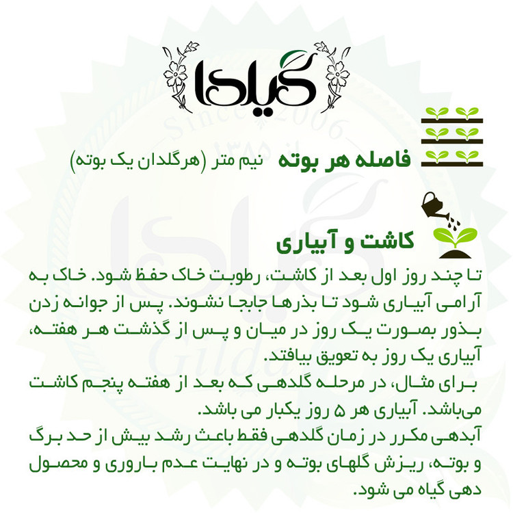 بذر خیار گرد کاروسل گیلدا کد 627