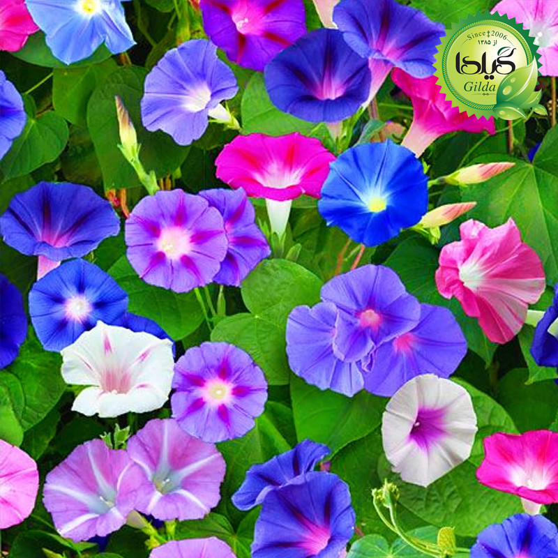 بذر نیلوفر پیچ الوان گیلدا کد 822