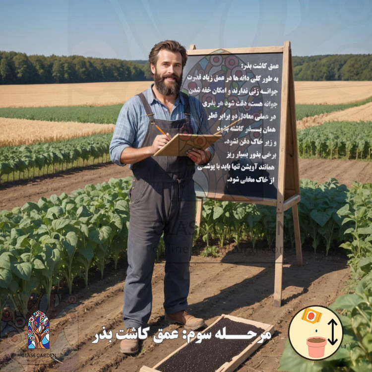 بذر گوجه چروکی بنفش درشت گلس گاردن مدل GL10