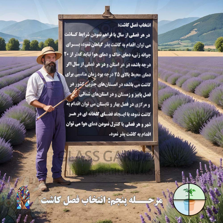 بذر گوجه گیلاسی چری یخی زرد روشن گلس گاردن مدل GL10