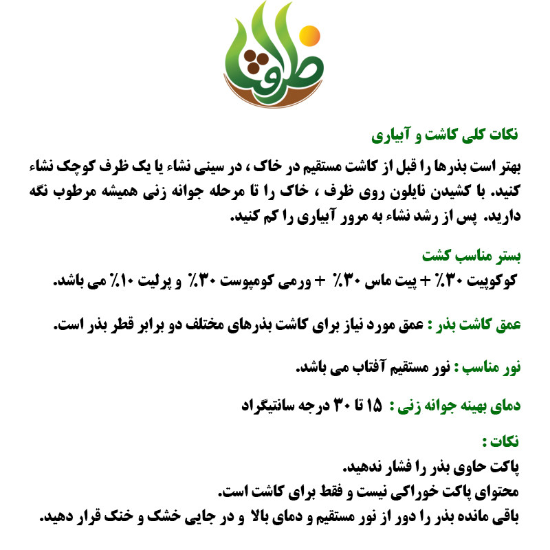 بذر ریحان بنفش مدل BZ18373