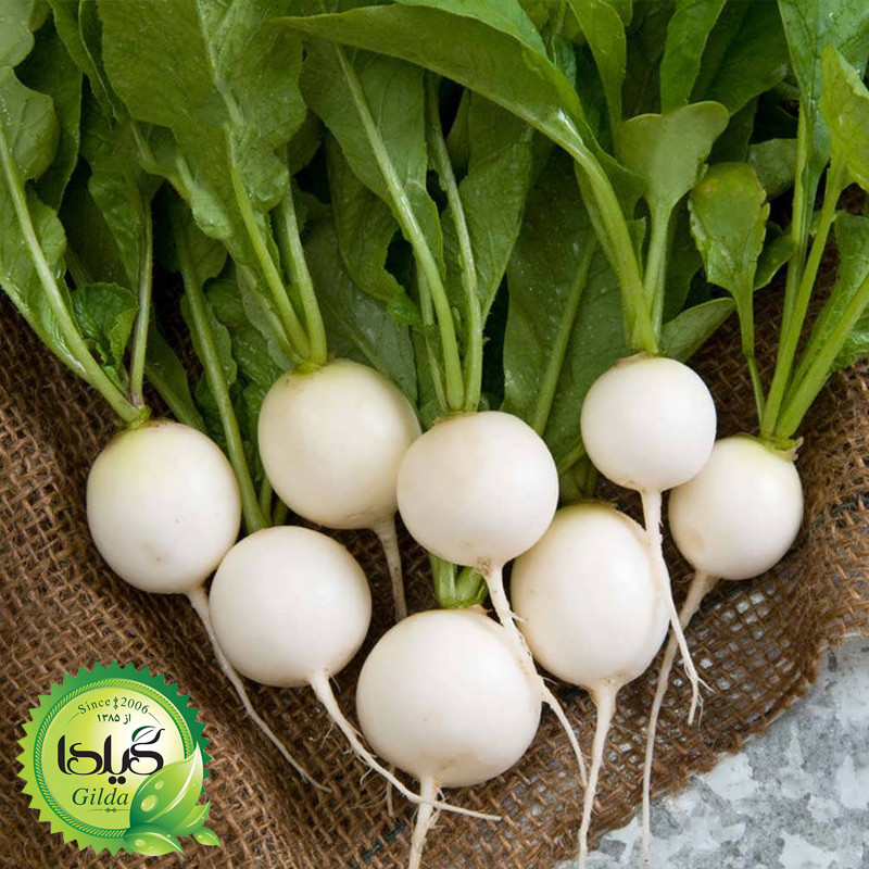 بذر ترپ سفید گرد گیلدا کد 211