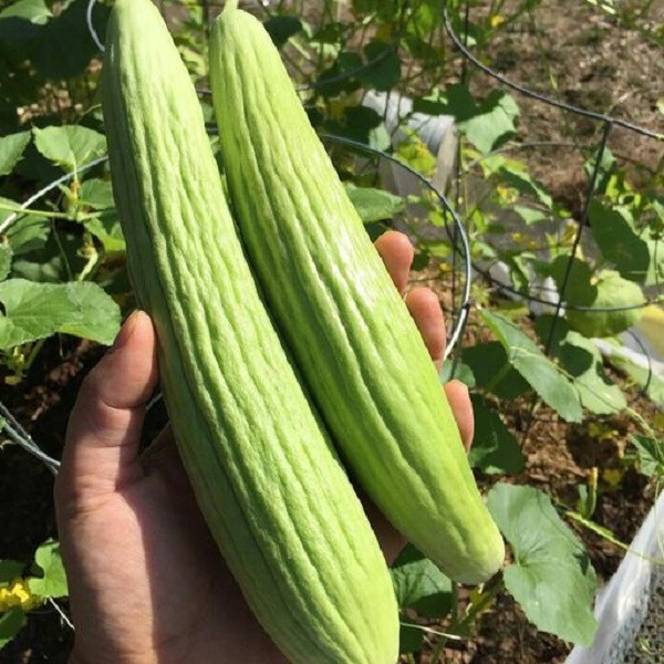 بذر خیار چنبر جی پی سید مدل GP1914