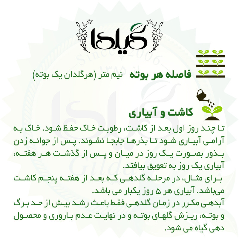 بذر گوجه گردویی گیلدا کد 575