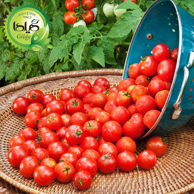 بذر گوجه گردویی گیلدا کد 575