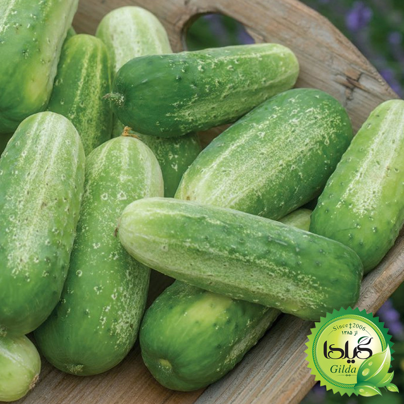 بذر خیار دستگردی گیلدا کد 646
