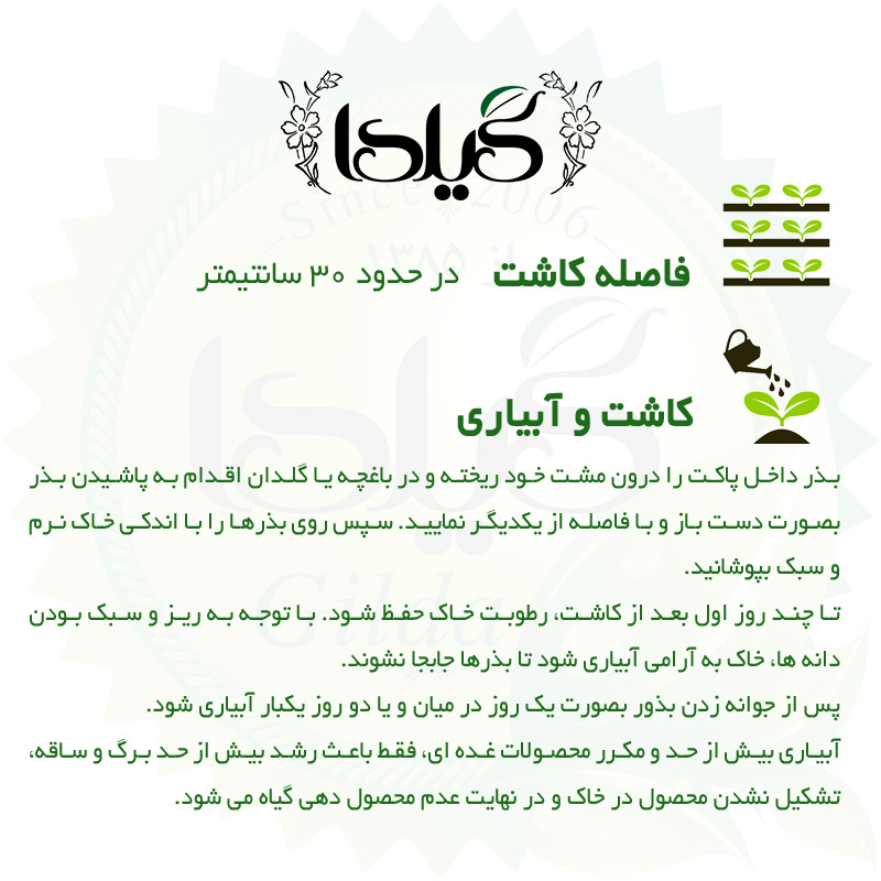 بذر هویج بنفش گیلدا کد 470