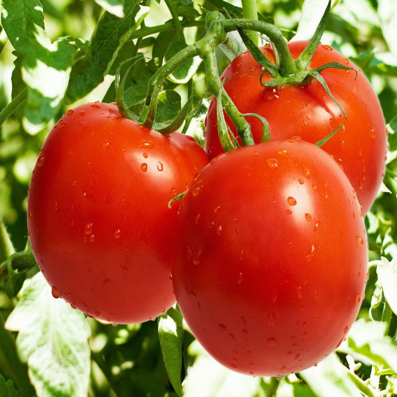 بذر گوجه فرنگی قرمز بوته ای رویال وانیا سید مدل G40