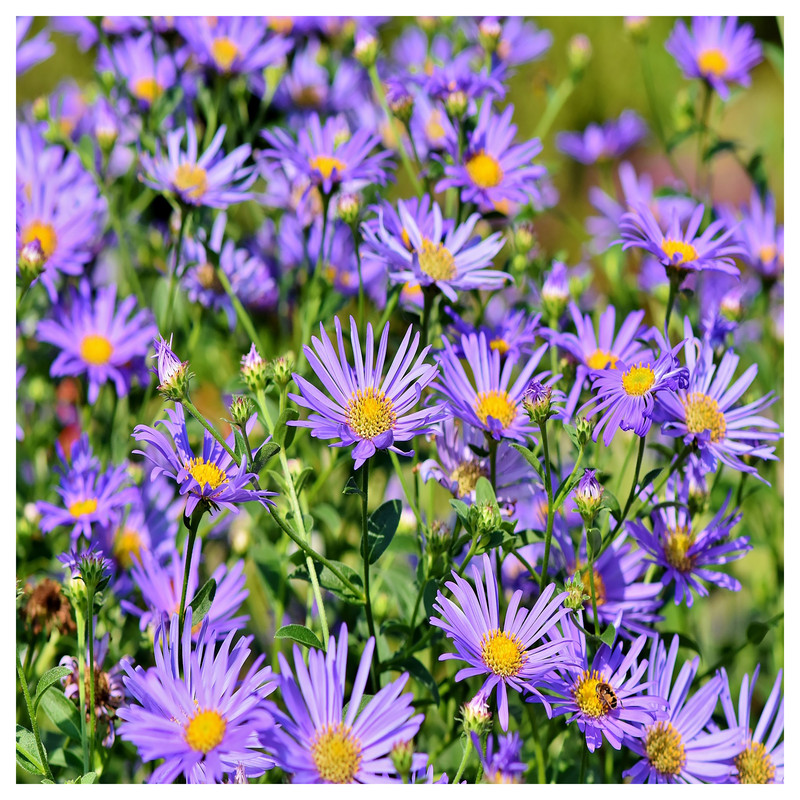 بذر گل داوودی گرین فارم کد GR-DA بسته 3 عددی