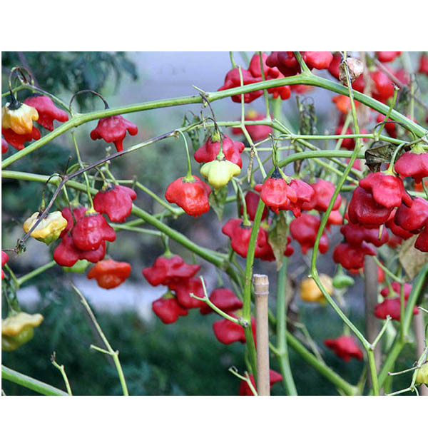بذر فلفل زنگوله ای ستاره ای مدل GL15