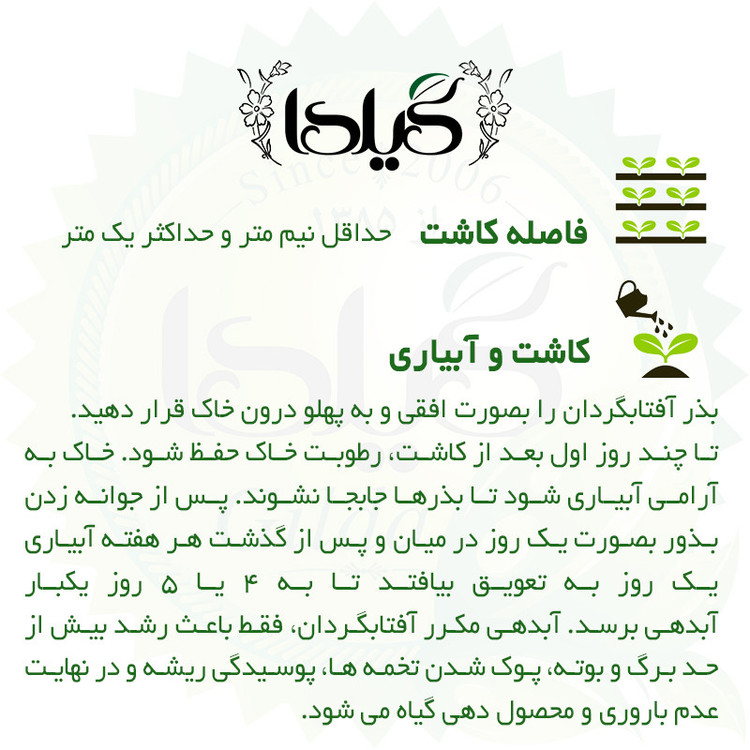 بذر آفتابگردان زینتی گیلدا کد 831