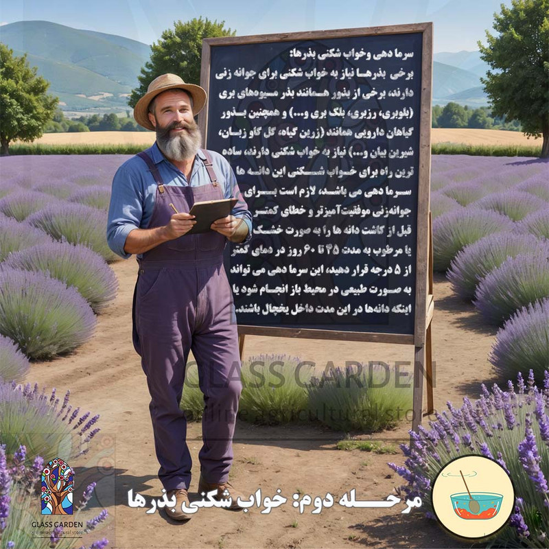 بذر کلم بروکسل دکمه ای گلس گاردن مدل GL25