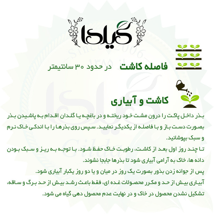 بذر چغندر لبوئی گیلدا کد 431